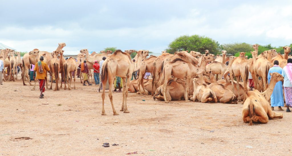 CONFLICT ON THE RANGE: AN ANALYSIS OF CONFLICT BETWEEN HERDING COMMUNITIES IN SOMALIA AND THEIR STRATEGIES FOR MANAGING CONFLICT AND PROMOTING PEACE
